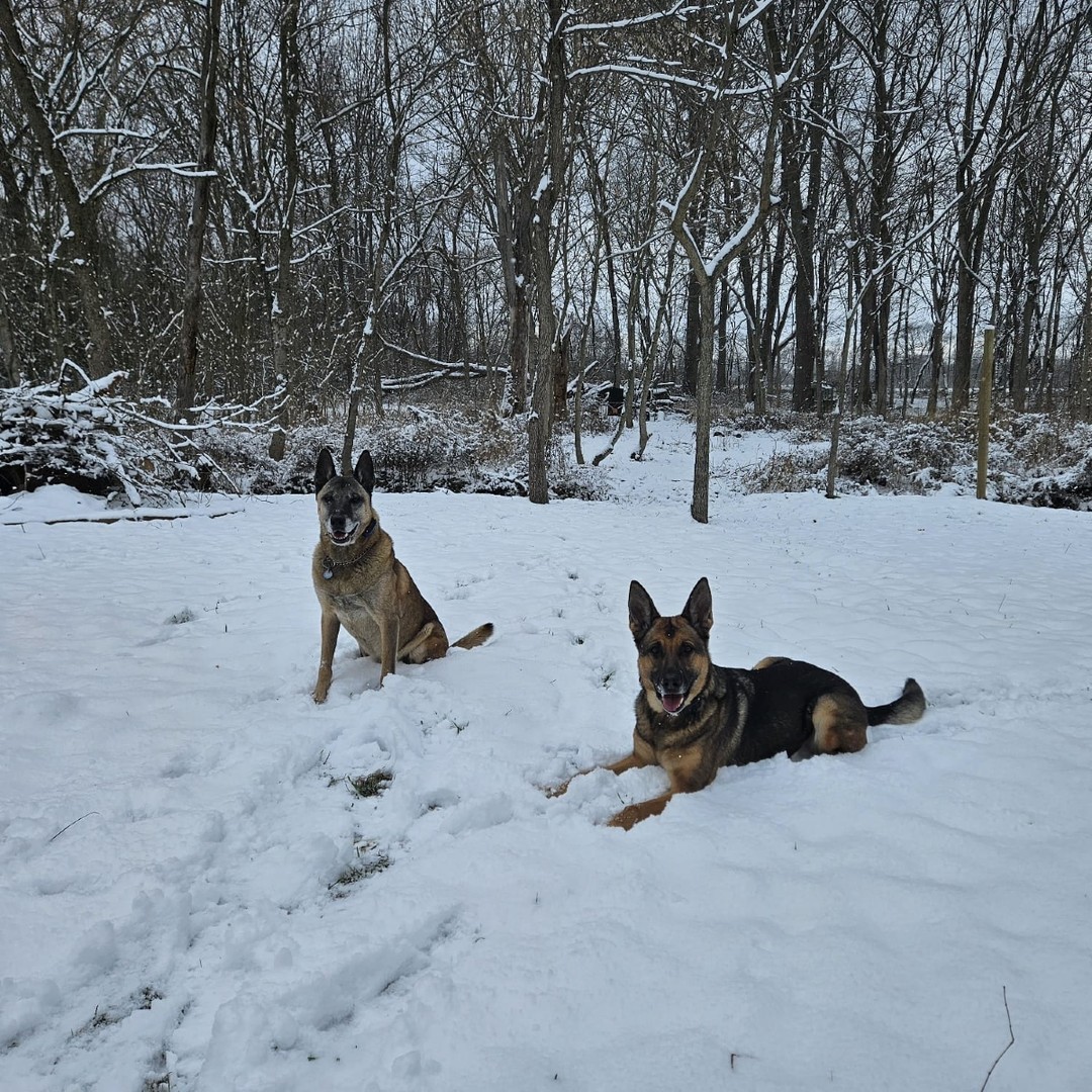 The snow may have shut things down, but these dogs are living their best snow day! ❄️
Your dog should be comfortable in all elements! Exposure to different conditions, like snow, helps build confidence and adaptability.
Bundle up and get outside—let your pup explore, play and build confidence in the winter weather!