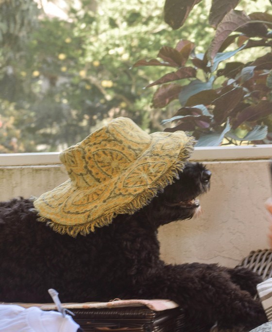 Hats for dogs?! Not originally the plan, but Mimi (aka little monster) is so cute we might just have to start...
This split second in time (before Mimi shook off the hat) captured by @sandy_arthur
#hat #luxuryfashion #slowfashion #sustainablefashion #americanmade #upcycled #upcycledfashion #sewersofinstagram #artisan #dogs #dogsofinstagram