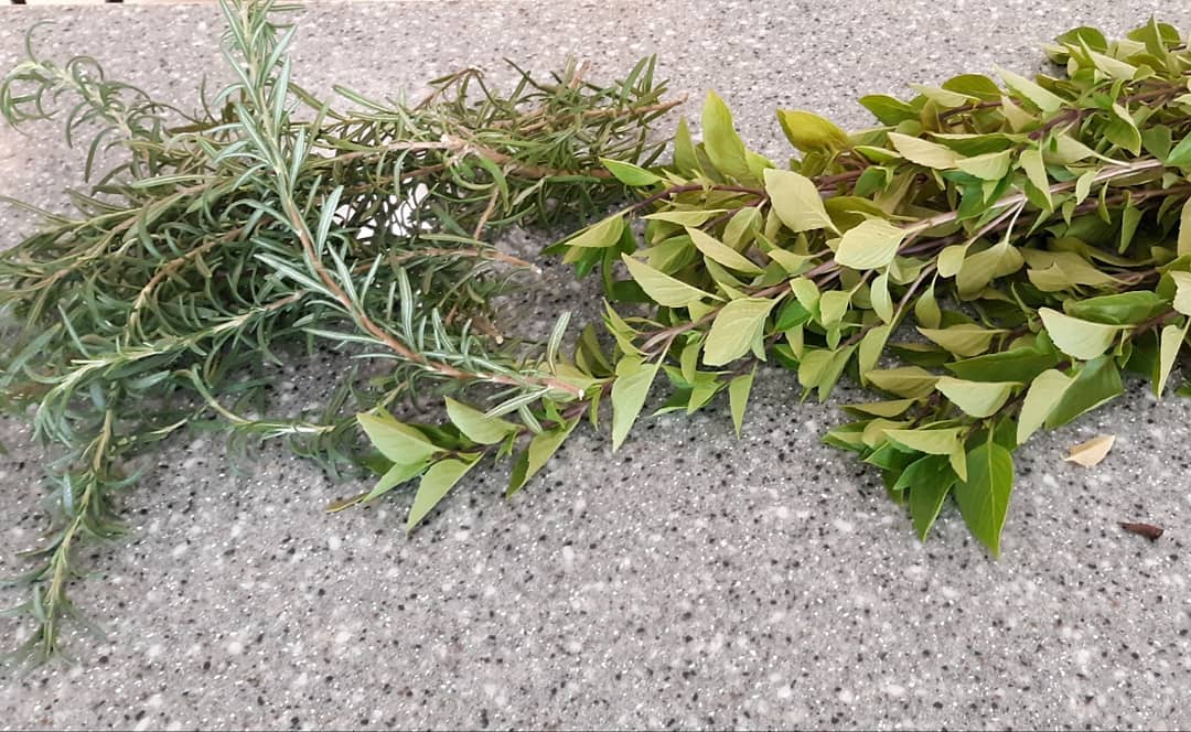 Fresh Rosemary & Basil from our Preschool garden!