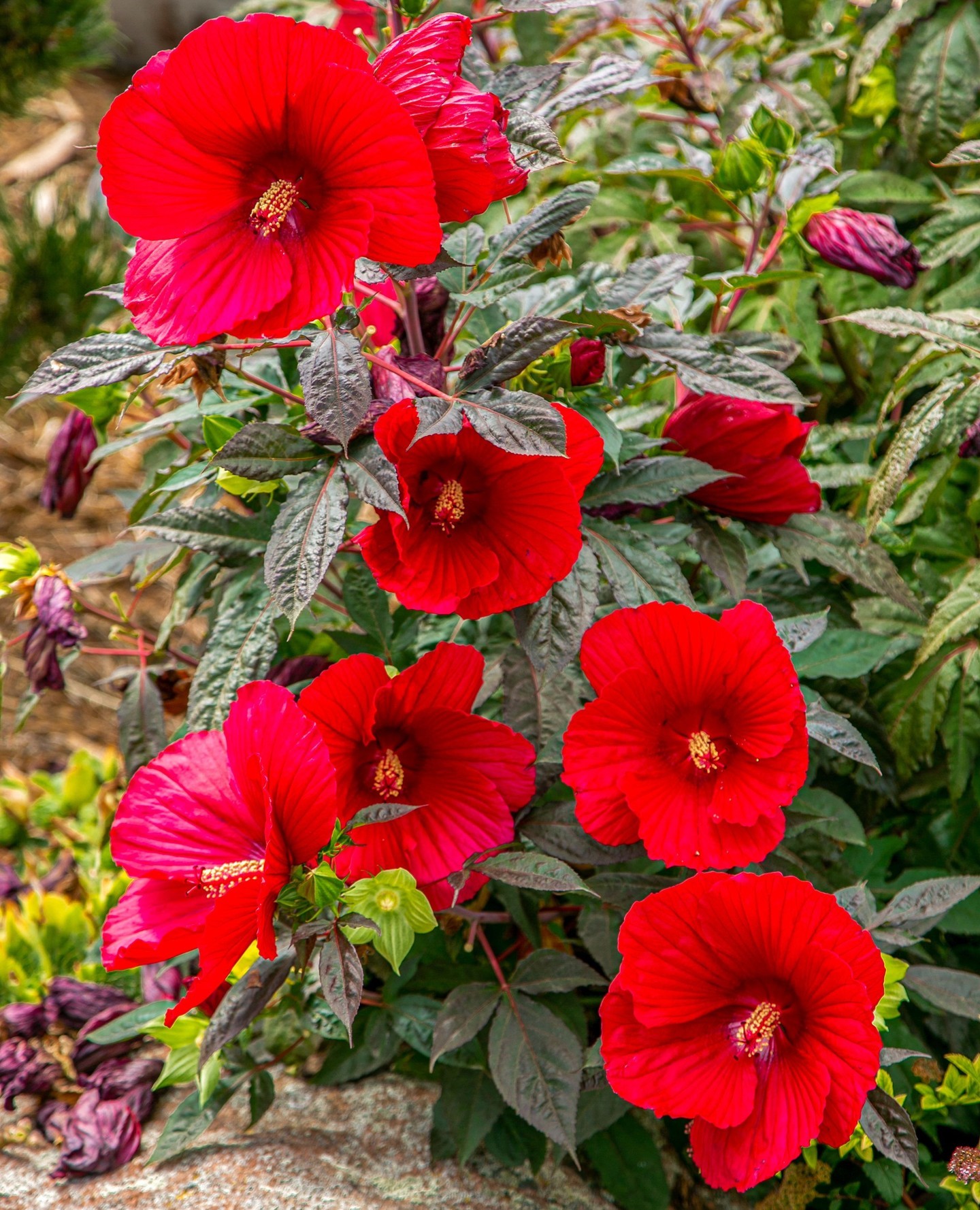 Fall in love with your landscape this summer! ❤️ Let us design an outdoor space you’ll adore season after season. Reach out today to start planning! 🌿
#fortcollins #LoveYourLandscape #lovelandcolorado #backyardoasis #coloradobackyard #backyardinspo #backyardpool #outdoorkitchen #landscapedesign #backyarddesign #landscape #landscaping #landscapeservices #landscapedesigners #outdoordesign #homeinspo #landscapearchitect
#outdoorlife #landscapingcompany #curbappeal #hometips
#outdoorfurniture #gardendesign #patio #landscapearchitecture #outdoorliving #exteriordesign #coloradorealestate #frontyard #exterior