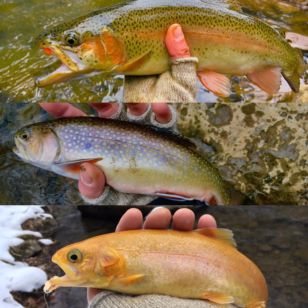 Only one place for this trifecta. #flyfishing #trout #brooktrout #rainbowtrout #goldentrout #wv #wildandwonderful #blushing #flyfishwv