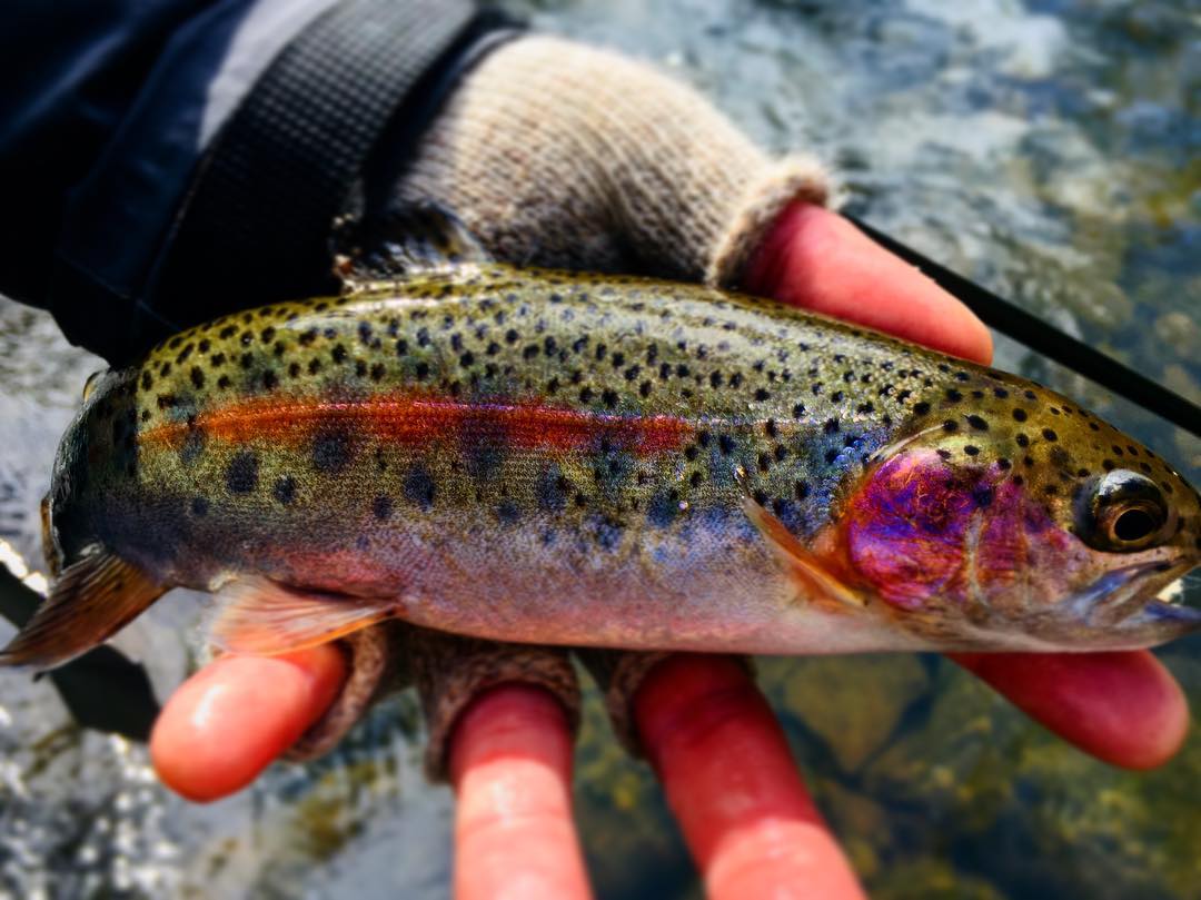 Can’t beat those wild colors. #trout #flyfishing #rainbowtrout #wildisbetter #vaflyfishing #shenandoahvalleyflyfishing #blushing
