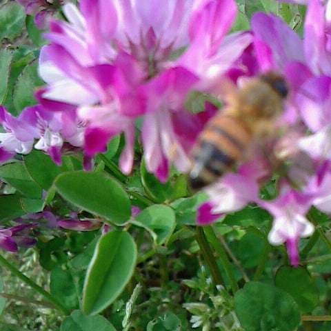 マイペットのミツバチとレンゲの花
#ミツバチ
#レンゲの花
#マイペット