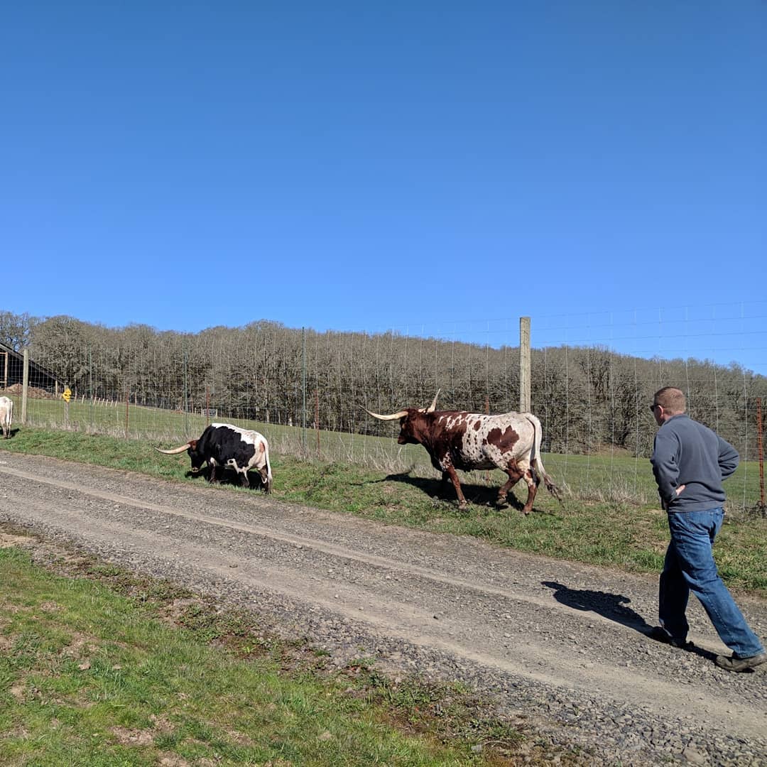 Spring has sprung and the Ladies are happy to be moving to lush pasture