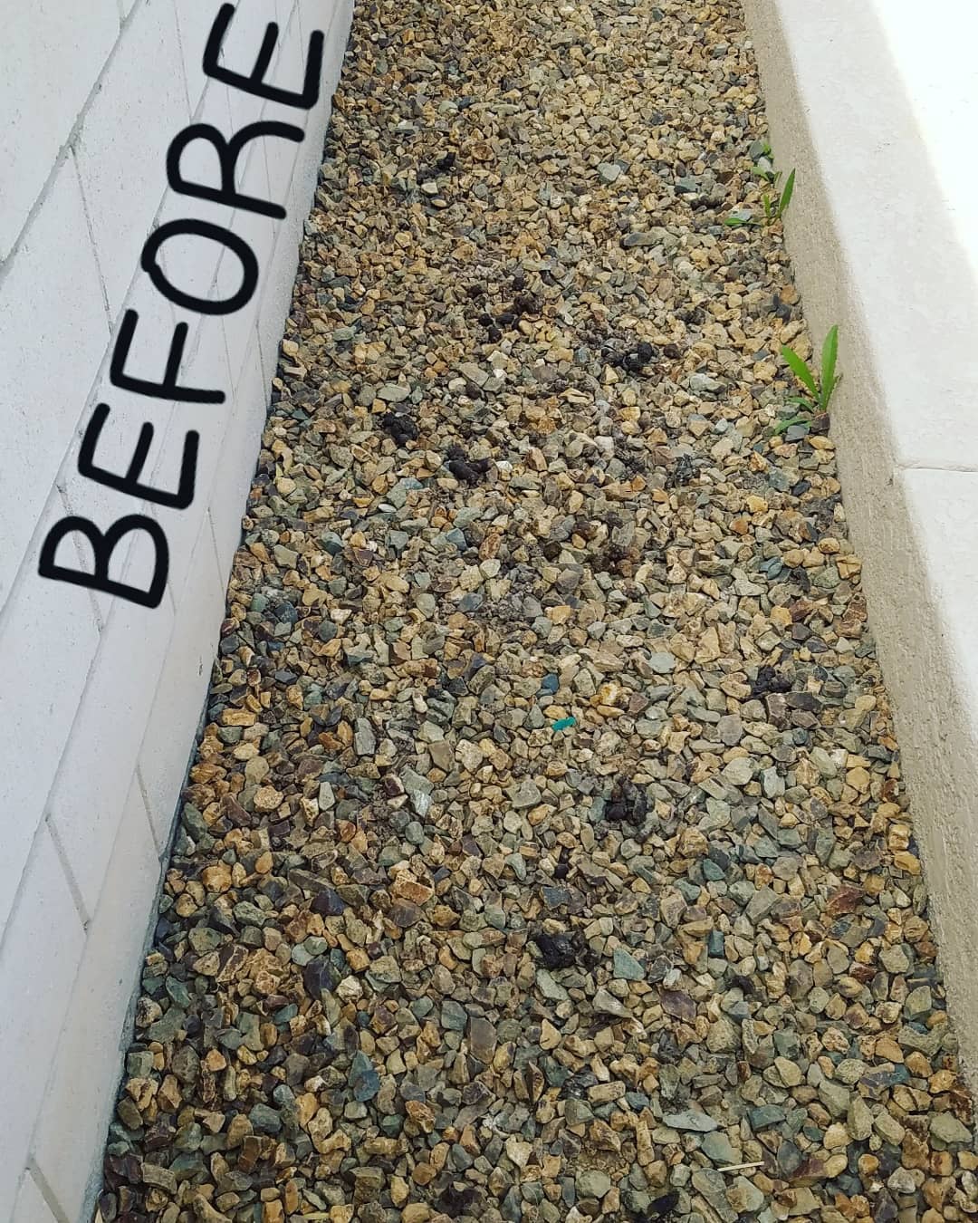 Turd It Away is your Eco-Friendly Pooper Scooper Service in Las Vegas. Call now for your #FREEestimate #7024620050
•Complete Dog Waste Clean Up & Haul Away •Scent Relief •Fully Biodegradable Products •Fecal Matter Testing Available (Optional) #turditaway #pooperscooperservice #greatprices #pooperscooper #poop #turd #haulaway #fecalmatter #cleanyard #lasvegas #FREEestimate #7024620050