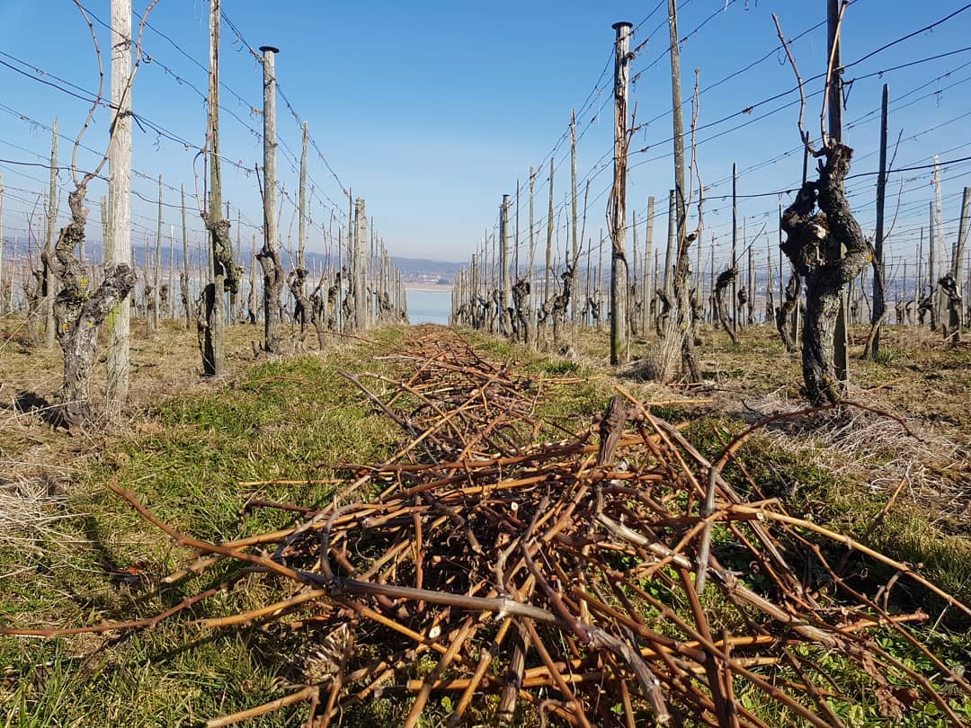 Dank der milden und schönen Witterung im Februar sind wir beim Rebenschneiden gut vorangekommen. Wir werden heute noch die letzten Reben schneiden und mit dem anbinden beginnen.
.
.
.
#grüningersrebbau #wein #weinberg #weinbaubetrieb #weinbau #winzer #frühling #reben #rebenschneiden #müllerthurgau #untersee #schönwetter #thurgau #ermatingen #chretzerwy #weinzeit #familienbetrieb #triboltingen