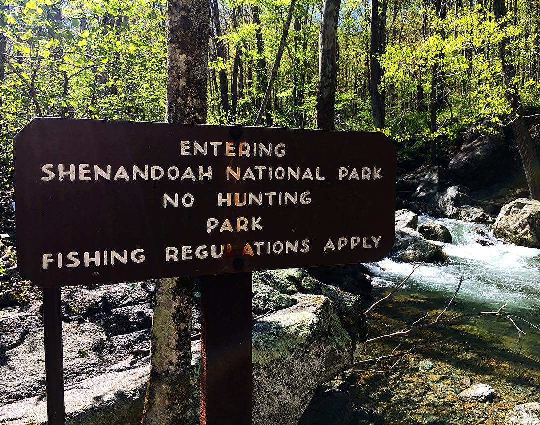 I could last cast here for a lifetime. #flyfishing #shenandoahnationalpark #trout #brooktrout #snp #shenandoahvalleyflyfishing #neverenoughtime #vaflyfishing