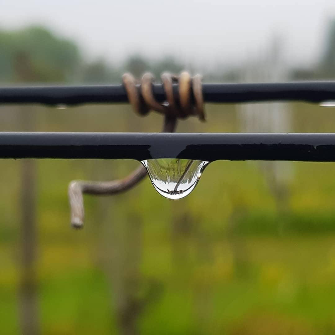 Wir haben die Frostnächte der letzten Wochen gut überstanden, bis jetzt wurde kein Schaden festgestellt. Aktuell sind wir noch am Ausbrechen, dabei werden die überzähligen Austriebe entfernt. Dieser Arbeitsschritt ist sehr wichtig, wenn hier sauber gearbeitet wird sind wir bei den nachfolgenden Arbeiten schneller.
.
.
#rebbau #weinberg #weinbau #weinbaubetrieb #wein #grüningersrebbau #familienbetrieb #frühling #ausbrechen #reihe #triboltingen #ermatingen #untersee #thurgau #weinzeit #winzer #draht #ertrag #reben #bodensee #regulirung #frost #bodenfrost #überstanden #regen #kalt