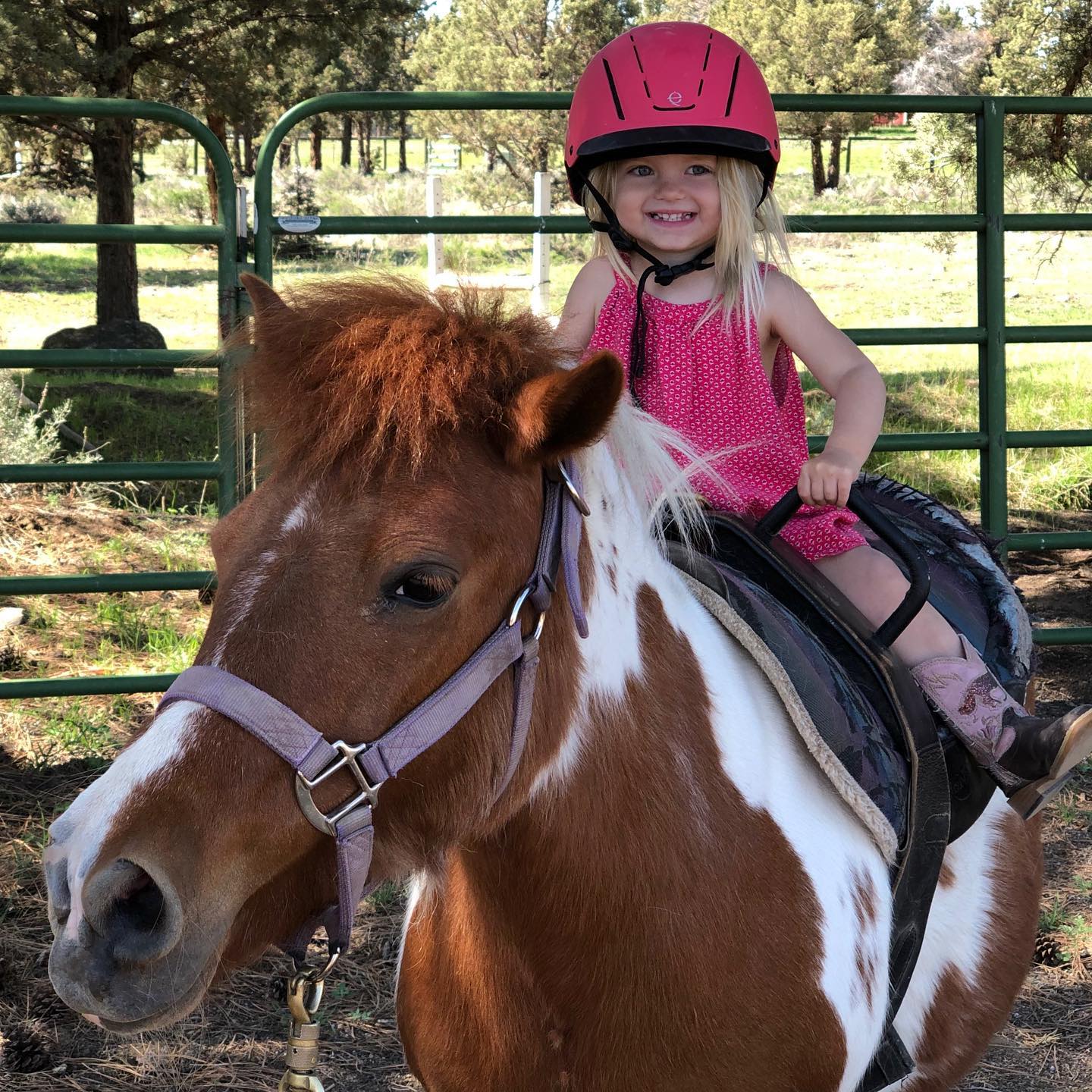 Revi just turned 2! Happy Birthday! 🎂🎉🎈🎁 #ponyrider #borninabarn #horsegirls #ponylover #shetty #shettypower #poniesforever