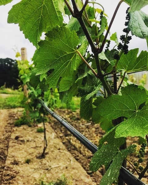 Not long until we commence countdown to the first harvest @bishop_scott_ranch
#yamhillcarltonava
#pinotnoir
#pinotgris