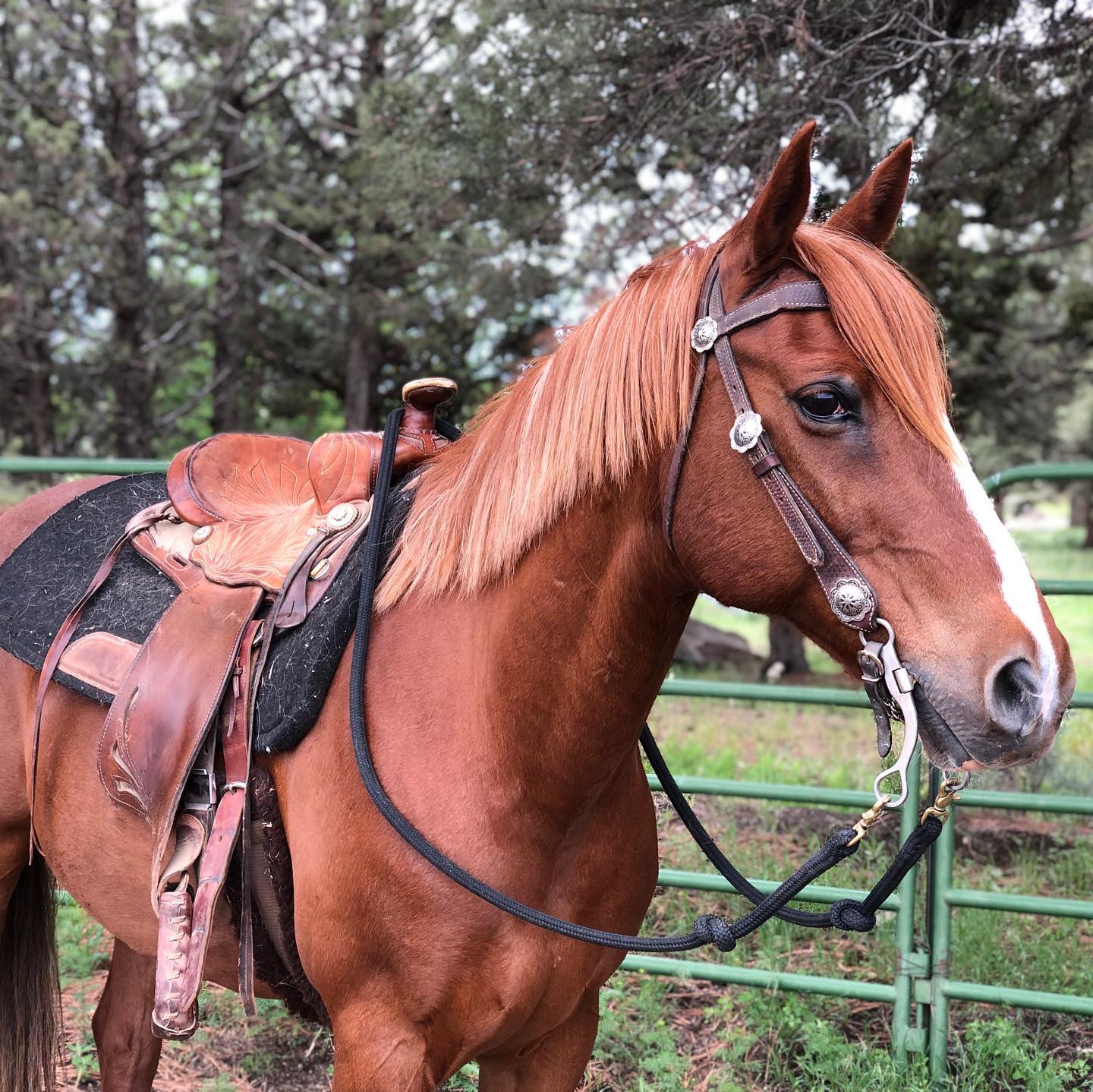 Had the pleasure of helping out with this fine gentlemen yesterday. Flaxen mane anyone? He’s for sale. $2800 ..............#trailhorse #horseforsale #westernhorse #horsetrainer #ranchhorse