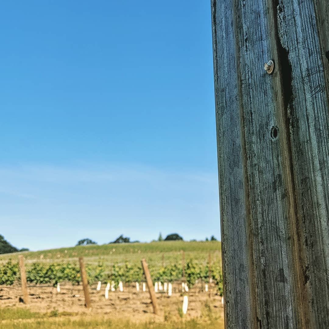 Beautiful Spring day tucking up @bishop_scott_ranch.
.
.
.
.
#yamhillcarltonava
#oregonfarmers
#pinotnoir
#oregonwinecountry