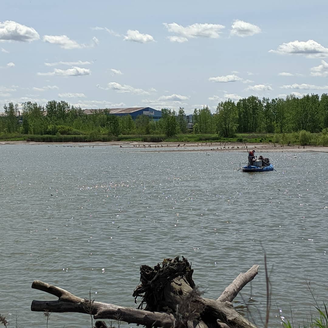 A successful day removing Common Carp from the Windermere Wetland. Removal of these fish will improve water quality in the wetland.