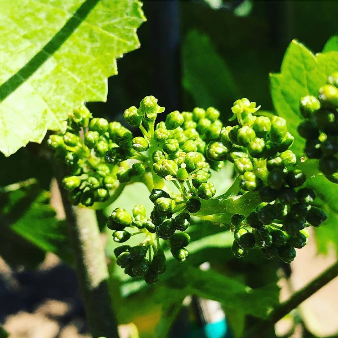 Look what we have! Flowering has begun.