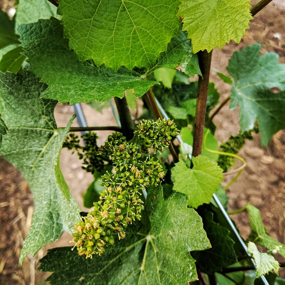 Flowering throughout the vineyard on a gorgeous thunderstorm afternoon.
.
.
.
#yamhillcarltonava
#oregonfarmers
#pinotnoir
#viticulture
#oregonwine