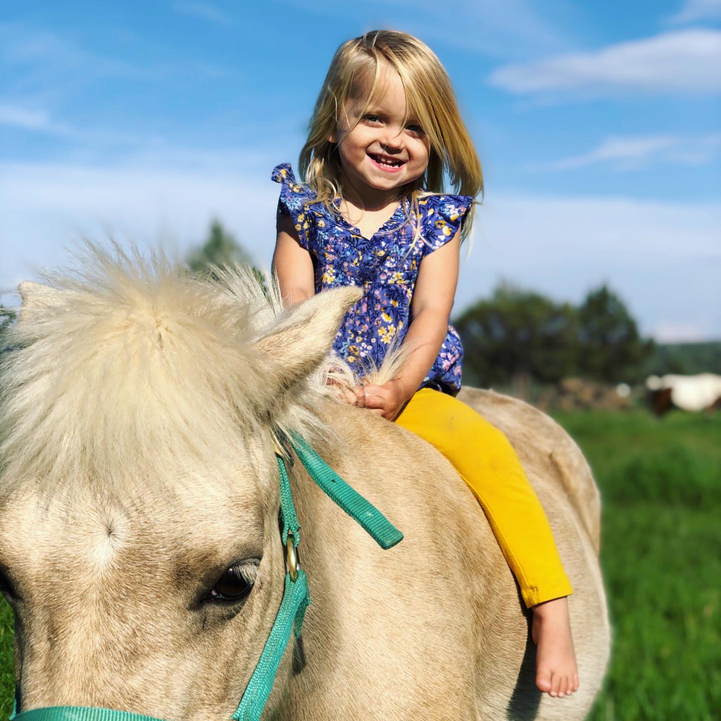 When you have to go catch a pony and you aren’t prepared, just enjoy the ride! ........#littlecowgirl #freerangekids #borninabarn #horsegirls #ponylover #shetty #barebackriding #donttellgrandma #palominopony #littleequestrian #ponyrider