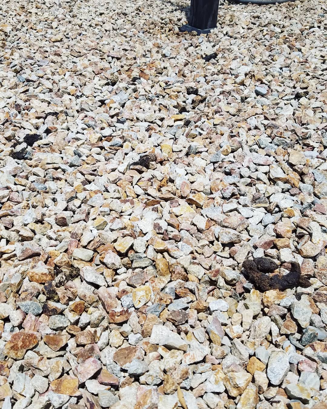 Don't just throw it away...
Turd It Away is your Eco-Friendly Pooper Scooper Service in Las Vegas. Call now for your #FREEestimate #7024620050
•Complete Dog Waste Clean Up & Haul Away •Scent Relief •Fully Biodegradable Products •Fecal Matter Testing Available (Optional) #turditaway #pooperscooperservice #greatprices #pooperscooper #poop #turd #haulaway #fecalmatter #cleanyard #FREEestimate