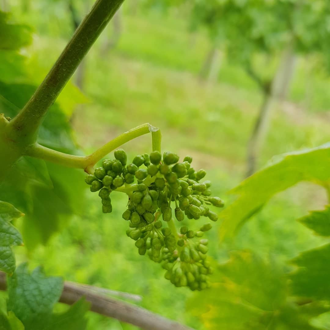 Das Gewitter der vergangenen Nacht hat uns teilweise schwer getroffen. In einigen Rebparzellen hat der Hagel grosse Schäden verursacht. Das Ausmass und die schwere der Schäden wird sich in den nächsten Wochen zeigen.
.
.
.
#rebbau #weinberg #weinbau #weinbaubetrieb #wein #grüningersrebbau #familienbetrieb #sommer #hagel #sturm #triboltingen #müllerthurgau #schaden #ermatingen #untersee #thurgau #weinzeit #winzer #reben #bodensee #unwetter #regen