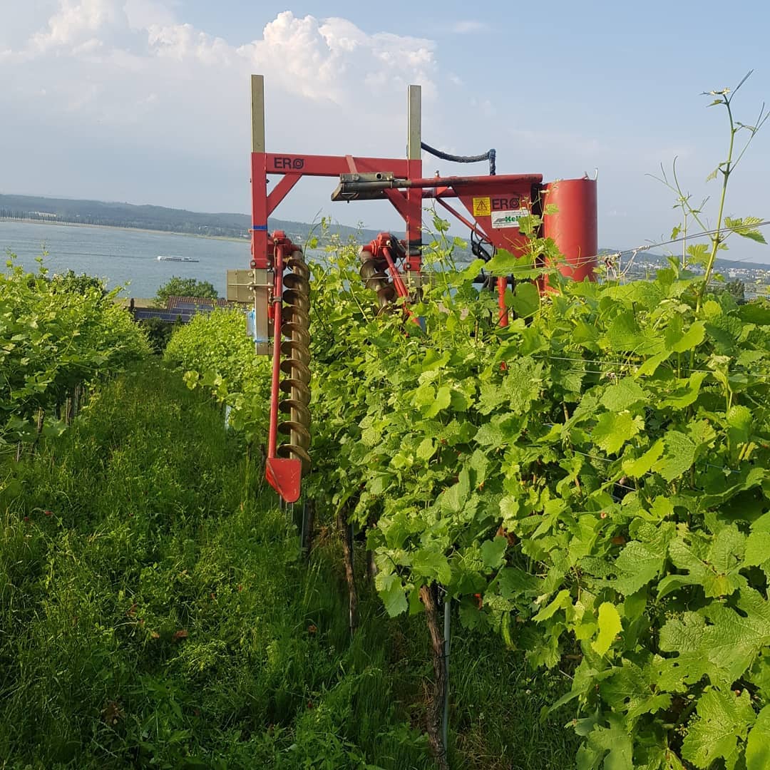 Die Reben wachsen bei diesem Wetter sehr schnell. Damit die langen Triebe nicht in die Reihe fallen heften wir sie mit Schnüren zusammen. Diese Maschine richtet die Triebe auf, zieht auf beiden Seiten eine Schnur ein und klammert sie zusammen. Das erspart uns etwa zwei Durchgänge mühsamer Handarbeit.
.
.
.
#rebbau #weinberg #weinbau #weinbaubetrieb #wein #grüningersrebbau #familienbetrieb #sommer #einschlaufen #reihe #triboltingen #laubheften#blauburgunder #arbeit #ermatingen #untersee #thurgau #weinzeit #winzer #reben #bodensee #sonne #schönwetter #ero