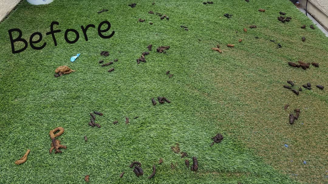 Don't just throw it away...
Turd It Away is your Eco-Friendly Pooper Scooper Service in Las Vegas. Call now for your #FREEestimate #7024620050
•Complete Dog Waste Clean Up & Haul Away •Scent Relief •Fully Biodegradable Products •Fecal Matter Testing Available (Optional) #turditaway #pooperscooperservice #greatprices #dogfeces #pooperscooper #poop #turd #haulaway #fecalmatter #cleanyard #FREEestimate #lasvegas