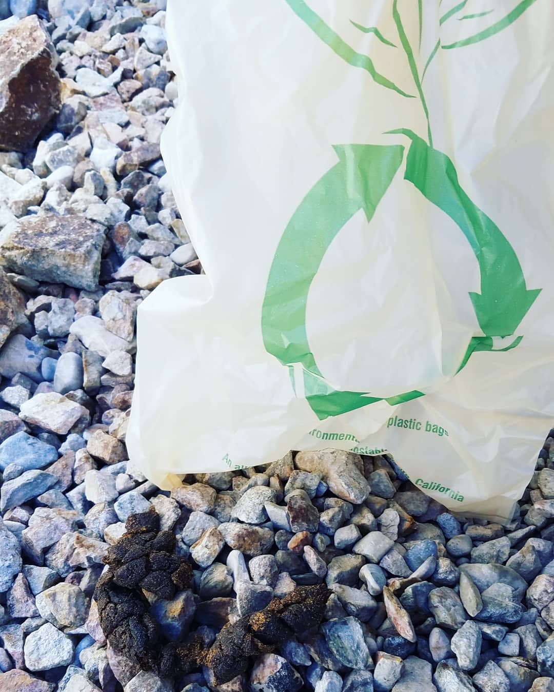 Don't just throw it away...
Turd It Away is your Eco-Friendly Pooper Scooper Service in Las Vegas. Call now for your #FREEestimate #7024620050
•Complete Dog Waste Clean Up & Haul Away •Scent Relief •Fully Biodegradable Products •Fecal Matter Testing Available (Optional)
Thank you @biodogradablebags
for your support! #turditaway #pooperscooperservice #greatprices #pooperscooper #poop #turd #haulaway #fecalmatter #cleanyard #FREEestimate