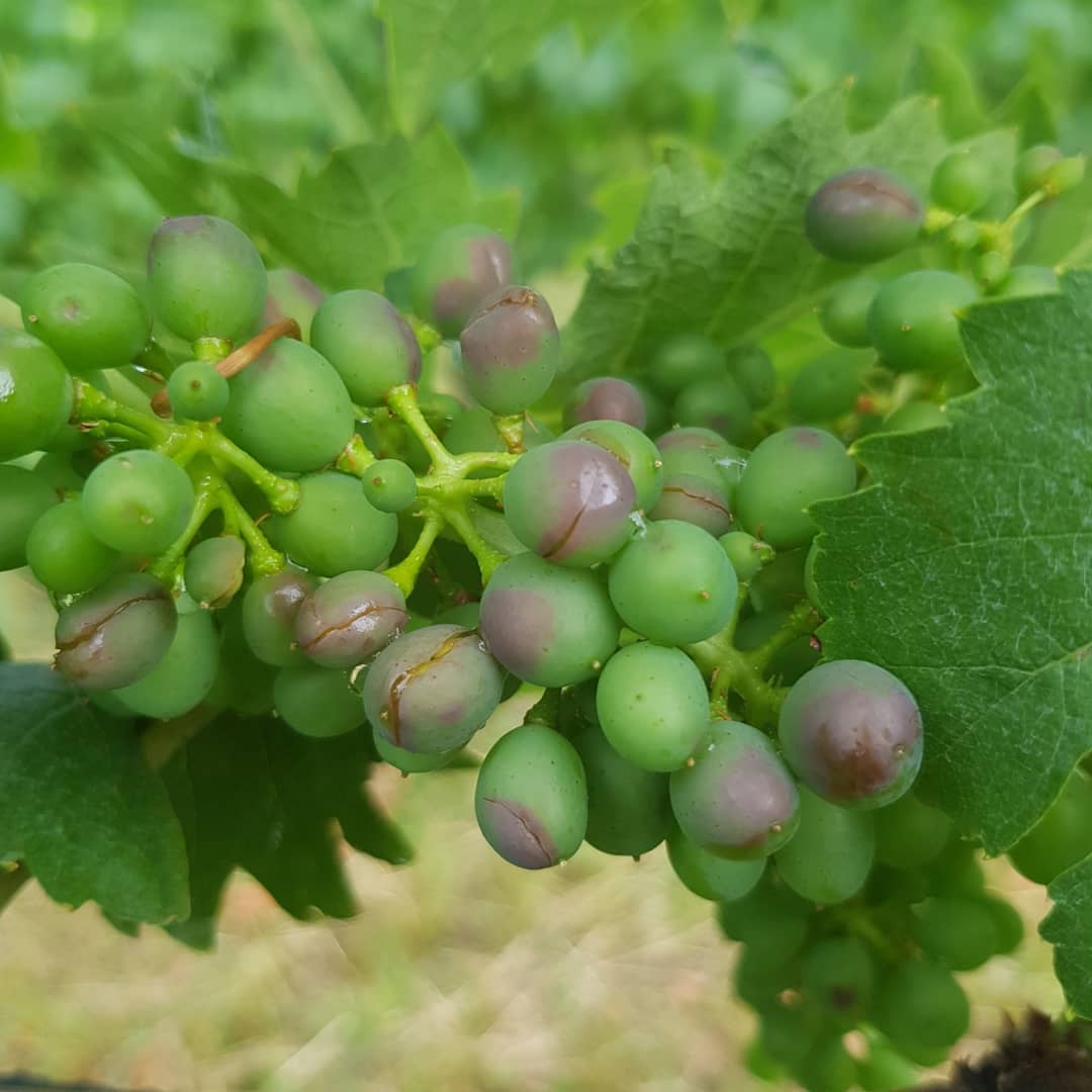 Nicht schon wider😥 Heute Nachmittag hat uns zum zweiten mal in diesem Jahr ein Hagelgewitter getroffen. Das erste mal hatten wir noch Glück, weil die Trauben vor der Blüte waren und keinen grossen Schaden abbekommen haben. Heute sind die Traubenbeeren aufgeplatzt und somit sehr anfällig für Krankheiten. Wir werden so bald wie möglich eine Pflanzenschutzbehandlung vornehmen, um Pilzkrankheiten wie z.B. Weissfäule oder Mehltau zu verhindern.
.
.
.
#rebbau #weinberg #weinbau #weinbaubetrieb #wein #grüningersrebbau #familienbetrieb #sommer #hagel #sturm #triboltingen #müllerthurgau #schaden #ermatingen #untersee #thurgau #weinzeit #winzer #reben #bodensee #unwetter #regen