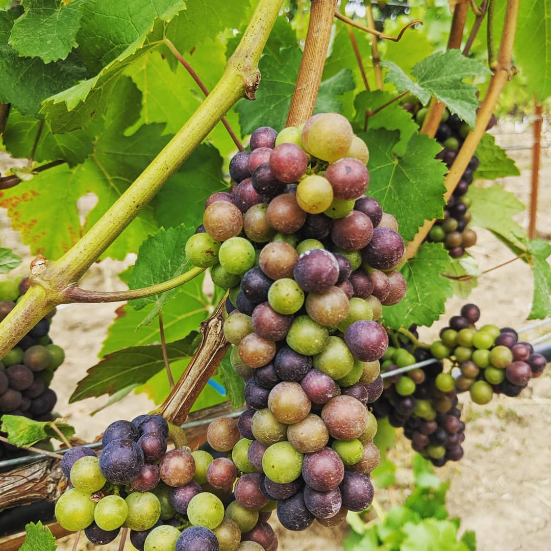 The beautiful colors of veraison as we anticipate first harvest. ...and our vineyard hand relaxing on the job.
.
.
#yamhillcarltonava #oregonfarmers #willamettevalley #vineyardlife #viticulture #pinotnoir #oregonwinecountry #bishopscottranch