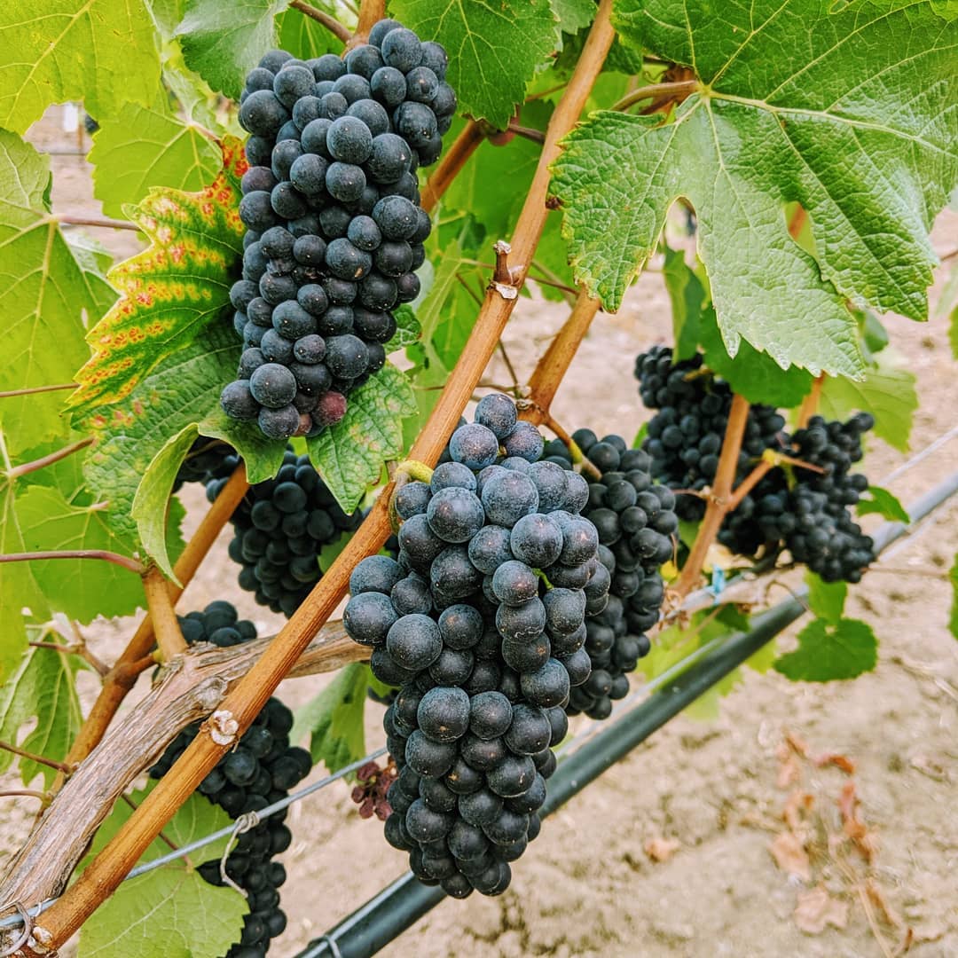 So close! Great acidity and pH, now just another brix or two and we're ready to harvest our first crop @bishop_scott_ranch
#yamhillcarltonava #oregonfarmers #oregonpinot #oregonviticulture #pinotnoir #viticulture #bishopscottranch #oregonwinecountry #vineyardlife #willamettevalley