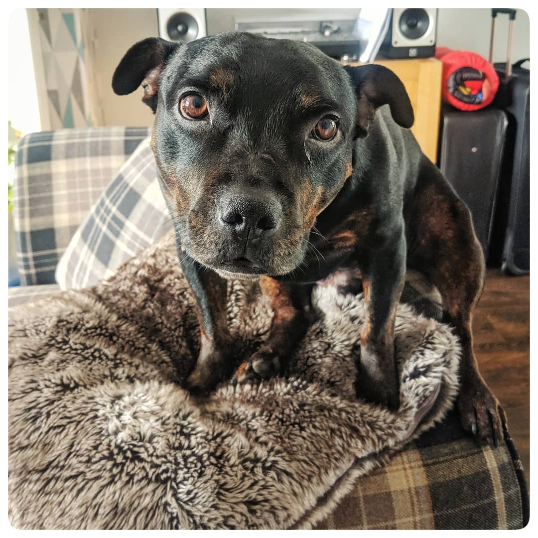 What a lovely start to a Monday morning. First appointment met this lovely lad called Bruno.
Bruno likes lots of fuss, corn on the cob, visiting his nanny and lots more fuss.
#epc #epcbirmingham #dogs #dogsofinsta #dogsofinstagram #staffordshirebullterrier #staffy #staffordshireterrier #mondaymotivation