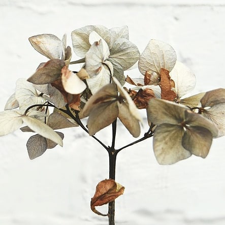 “Beauty shouldn’t be about changing yourself to achieve an ideal or be more socially acceptable. Real beauty, the interesting, truly pleasing kind, is about honoring the beauty within you and without you. It’s about knowing that someone else’s definition of pretty has no hold over you.” – Golda Poretsky
#balance #natural #mindfulness #beautifulsoles #herbs #naturalskincare #livetoxicfree