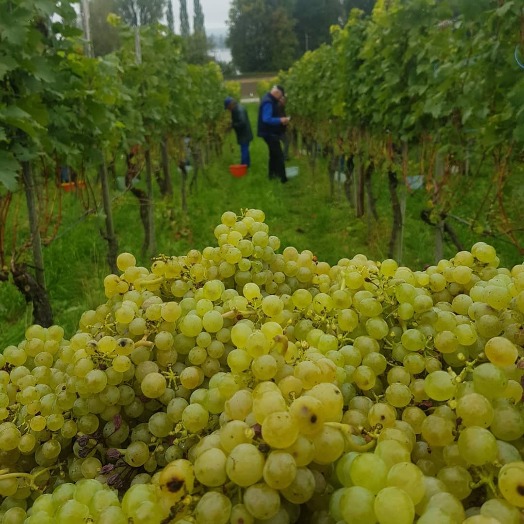 In den letzten Wochen ist einiges gelaufen. Wir haben die Vogelschutznetze angebracht und alles auf die Ernte vorbereit. Am 19.September hat die Ernte angefangen mit der Sorte Müller-Thurgau. Aus den Trauben auf den Bilder wird unser Grichtstubewy.
.
.
.
#grüningersrebbau #rieslingsilvaner #müllerthurgau #ermatingen #untersee #familienbetrieb #thurgau #trauben #weinbau #wein #weinbaubetrieb #sonne #erntezeit #ernte #2019 #kellerei #rutishauserbarossa