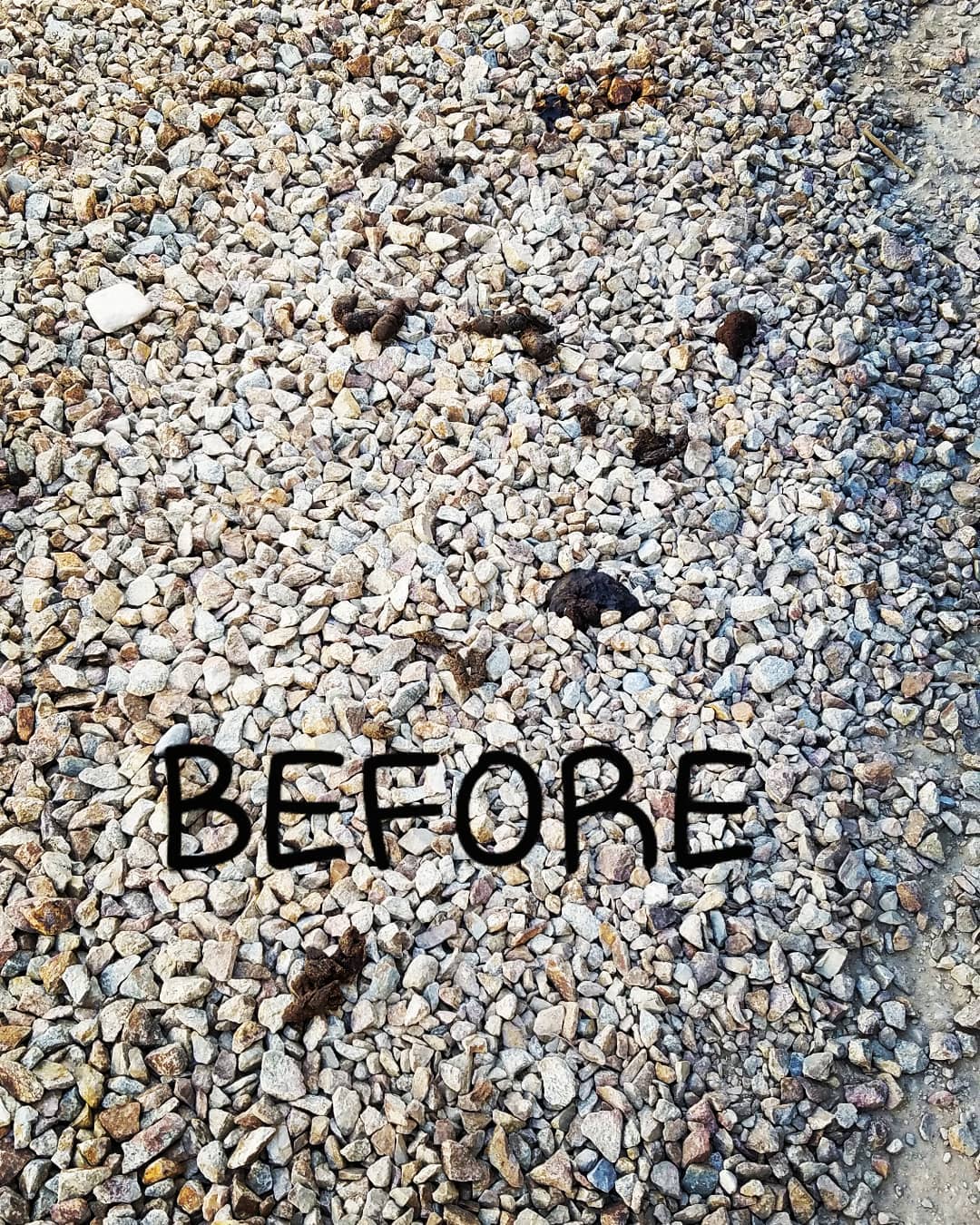 Don't just throw it away...
Turd It Away is your Eco-Friendly Pooper Scooper Service in Las Vegas. Call now for your #FREEestimate #7024620050
•Complete Dog Waste Clean Up & Haul Away •Scent Relief •Fully Biodegradable Products •Fecal Matter Testing Available (Optional)
Thank you @biodogradablebags
for your support! #turditaway #pooperscooperservice #greatprices #pooperscooper #poop #turd #haulaway #fecalmatter #cleanyard #FREEestimate