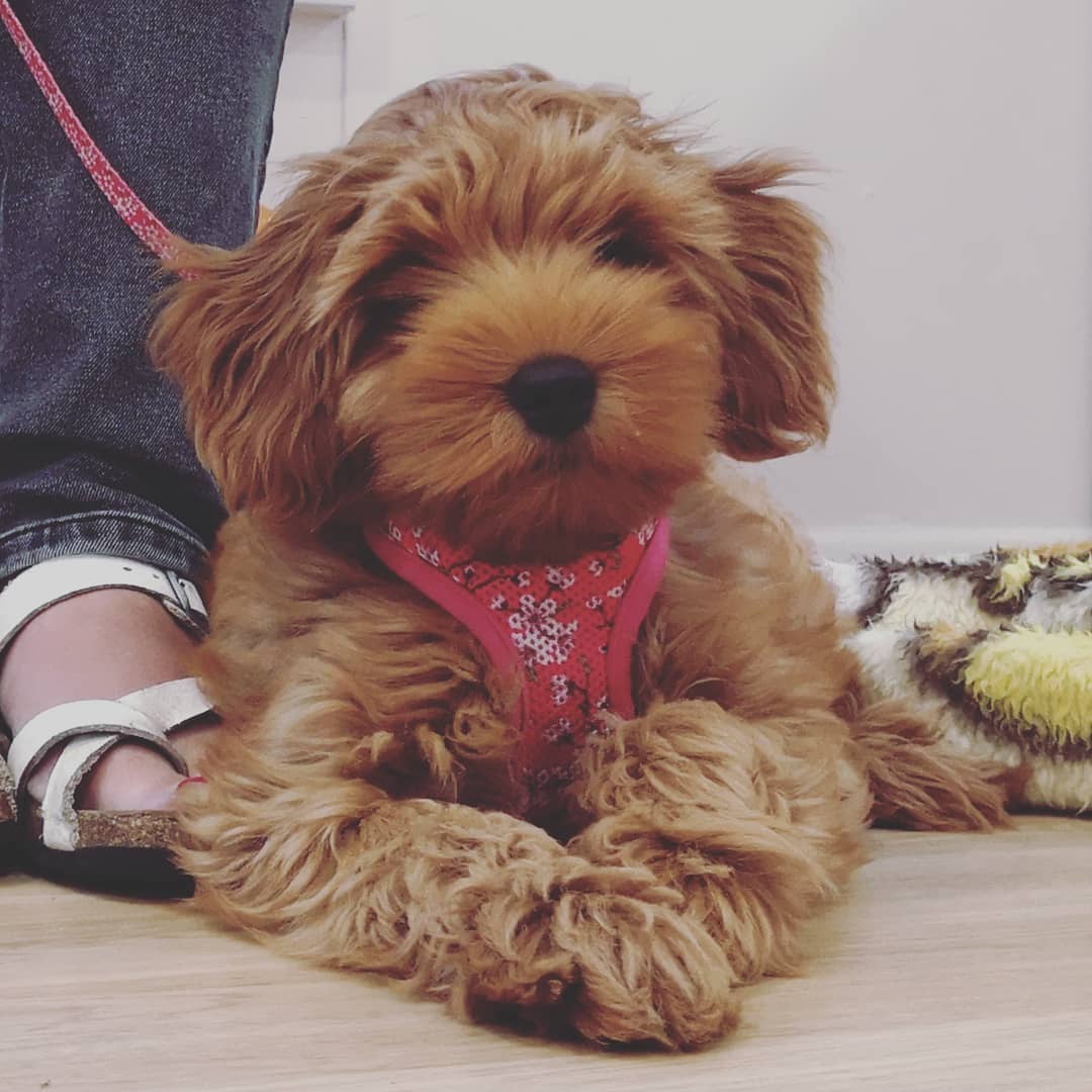 Today's puppy graduates, all absolutely gorgeous with lovely kind and patient owners 😍
Classes are small so we have time to train and owners feel able to ask questions in a safe and friendly class atmosphere. They all did soo well.
#puppyclassbrighton #puppybehaviour #puppytraining
#puppy #puppylover #puppysofbrighton #brighton #brightonandhovedogs #brightonandhovepuppies
#problempetsolutions #clinicalanimalbehaviourist #dogbehaviouristbrighton #dogbehaviouristlife #dogbehaviourist #dogbehaviouristsussex #puppiesofinstagram #puppiesofig #spanielpuppies #cavapoo #puppylifeskills #puppyfun #welltrainedpuppies #rewardbaseddogtraining