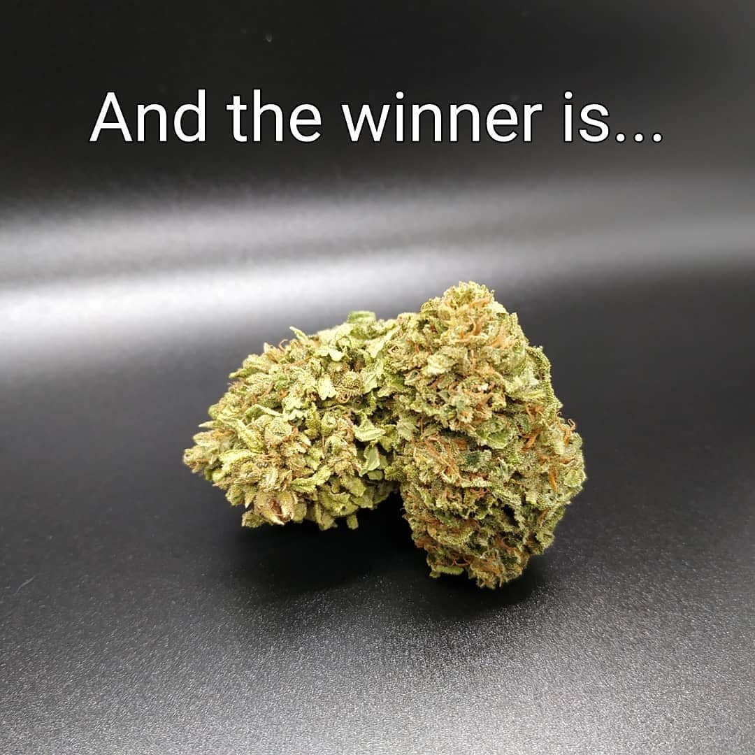 Introducing Miss Oregon 2019... - Relaxing & Healing
- A sweet gourmet taste
- Magnificent color - Amazing luxurious aroma
What can we say, just Perfect.. Medicine Woman!
#oregonhemp #medicinewoman #portlandhemp #oregoncbd #hempheals #hempandrelax #portlandcannabis