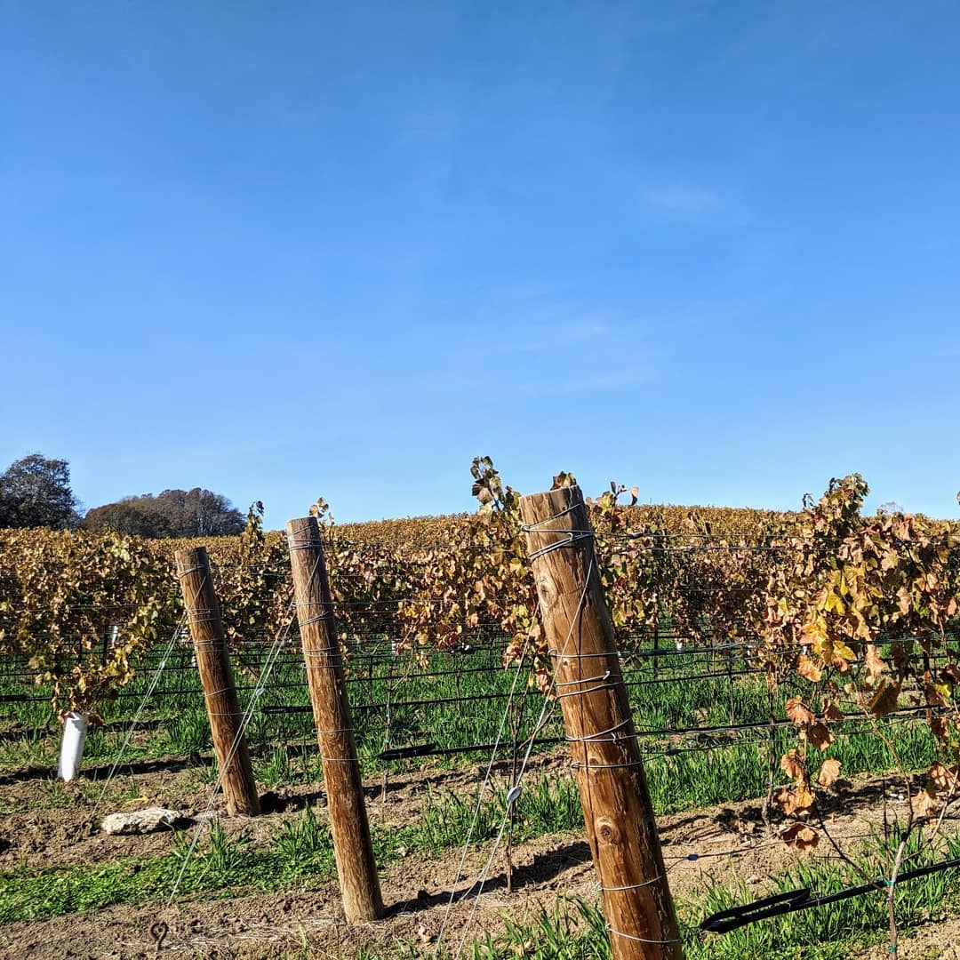 Beautiful start to November at BSR
#yamhillcarltonava #oregonviticulture #oregonpinot #oregonfarmers #pinotnoir #vineyardlife #viticulture #bishopscottranch