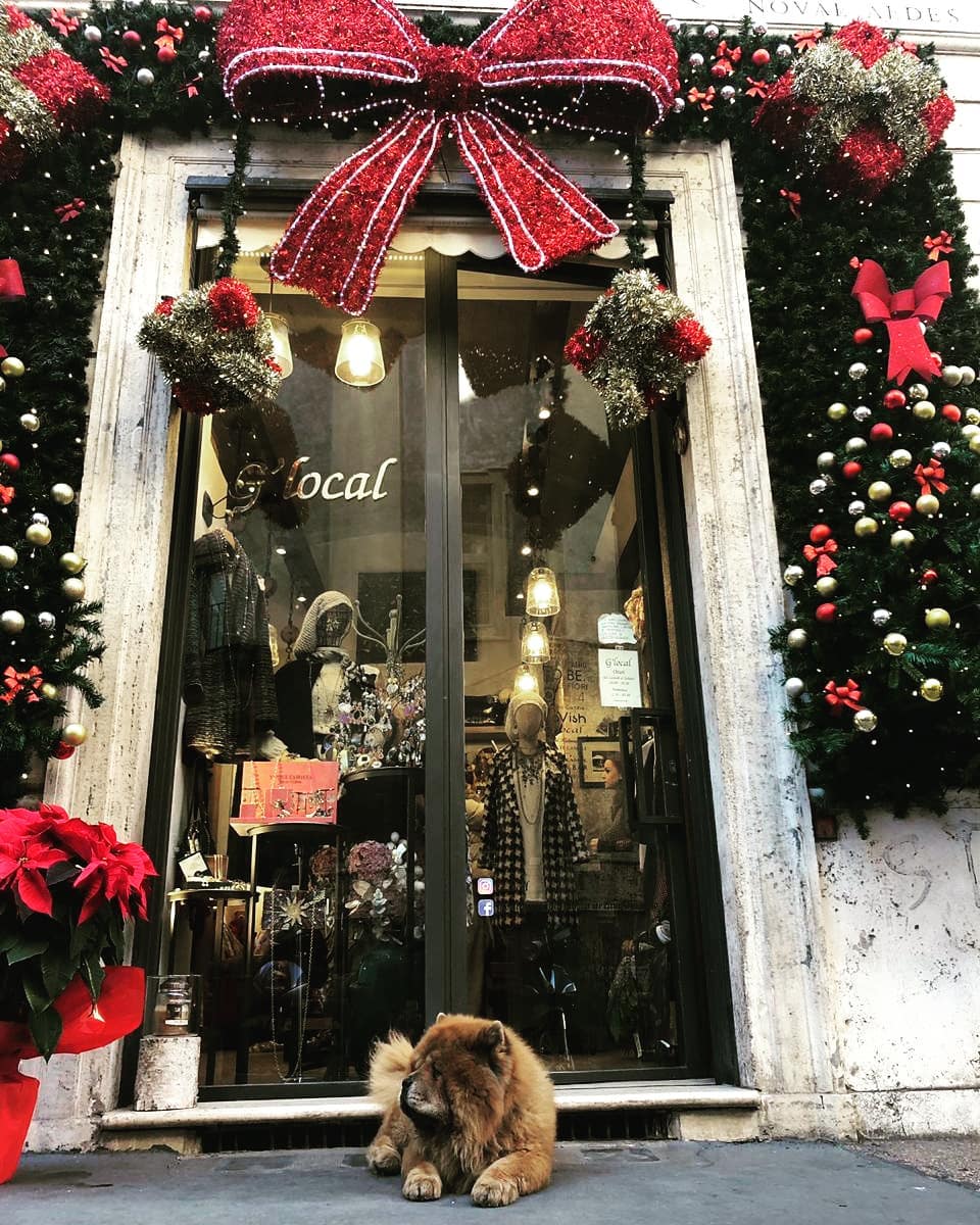 Best guard in the world 😍❤ Who else love Chow Chow ❤
Christmas in Rome 😍 Merry Christmas 🎅
Courtesy: @bhattbharti ❤💋 #rome
#christmasinrome #italy #travel #nature #romeitaly #christmas🎄 #whimsicalvibe #follow #like #like4likes #beontimerz