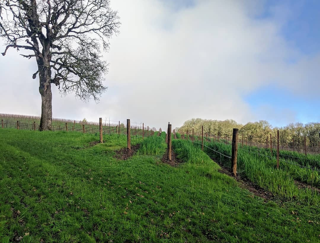 Pruning nearly complete at BSR.