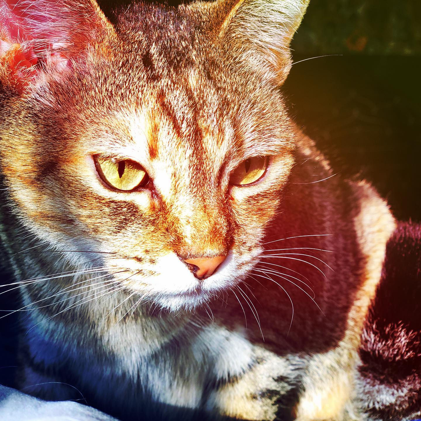 Savannah contemplating life this morning. #catlife #pets