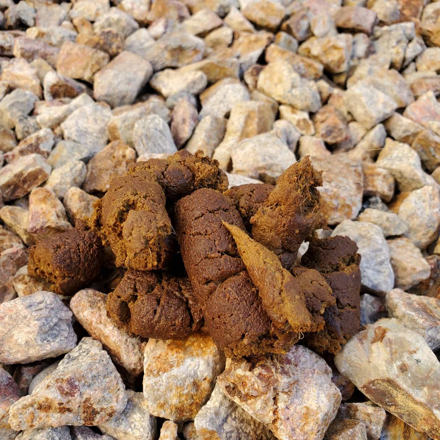 Don't just throw it away TURD IT AWAY!
• Eco-Friendly pooper scooper service • Complete Dog Waste Clean Up & Haul Away
• Scent Relief
• Biodegradable products
• Fecal matter testing (optional)
Call now for a #freeestimate #7024620050 #pooperscooperservice #turditaway #fecalmatter #poop #dogpoop #catpoop #poopoo #turd #haulaway #cleanyard #healthy #feces #environmentalhealth #cleanenvironment