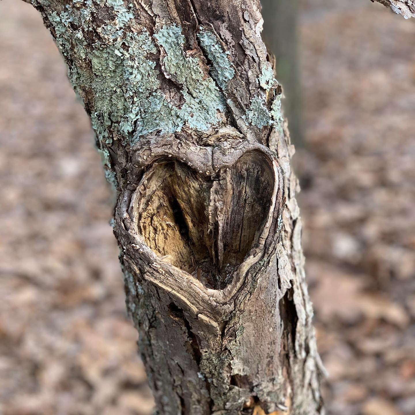 Hello Friends! I want to touch base with you, heart to heart. 💗 This global pandemic is real. A lot of folks understandably feel afraid, confused, overwhelmed, and uncertain.
I’m here to help in whatever capacity.
First, wherever you are in the world, I hope you, your family, and loved ones are safe. 🙏
Matt, Luna, Lyra, Harley and I are at home and prepared to hunker down inside for the next 4-6 weeks, or as long as needed. I am determined to do whatever I can to help flatten this damn curve.
Here’s what a medical professional and community member has suggested we do:
“Please do your part and give us a fighting chance.
Stay home. Wash your hands. Don’t come to the ER unless it’s an absolute emergency. Help us help you. And if you have a friend or family member in medicine right now, send them a message to tell them you’re thinking of them. It really helps when you’ve tested your 3rd COVID19 PUI of the night.”
For the past week, I’ve been connecting (virtually) with my old colleagues, community members, and loved ones to help put things into perspective. My goal is to help transform panic into preparedness, problem-solving, and purposeful action.
I know that if we pull together as a global family, we can make it through. In fact, I believe that within this crisis lies an opportunity for us to grow stronger, wiser, and more resilient as a result. But based on the facts, I feel strongly that the most important step we can take is to stay home and stay well.
💜I see you. I’m here for you. I love you. 💜
Also, for a list of wonderful resources please check out this blog post. It contains a little bit of everything you would want to know about coping with our current crisis. Tips for working from home, resources for working from home, homeschooling resources, etc. If you have great resources to share, add it in a comment.
https://www.marieforleo.com/2020/03/coronavirus-support/?uid=7147745147368cab84c00124012d2a54 #happiness#wellness#mentalhealth#health#mentalhealthawareness#lawofattraction#thehealingcorner#mindfulness#meditation#breathe#slowdown#holistichealth#holistichealing#adhd#homeschooling#parenting#coronavirus