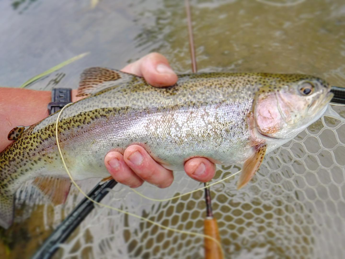 No virus on the river. #shenandoahvalleyflyfishing #flyfishing #spring #trout #coronacaction #rainbowtrout #vaflyfishing #shenandoahvalley