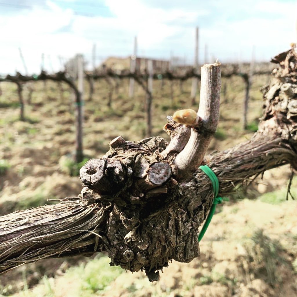 ❄️ Inizia la primavera ed è subito rischio #gelateprimaverili la situazione in Toscana è varia, da gemme cotonose a foglie distese, cosa si rischia? Scopritelo sul nostro sito web
#sempreincampo #agricoltura #viticoltura #rischiobrinate
