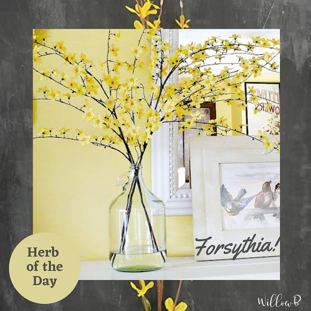 It is one of the 50 fundamental herbs used in traditional Chinese medicine. Forsythia fruit is notably effective in maintaining respiratory health and strengthening the body’s overall immunity. The cardiovascular system also greatly benefits from the fruit. Likewise, forsythia fruit improves skin condition and keeps digestive conditions at bay..
.
Read more https://willowb.ca/8/3951
.
.
#herbs #herbalism #healthylifestyle #feelbetter #holistic #willowb.ca #stayhealthy #stayhome #allnatural #selfcare #naturalliving #essentials #forsythia