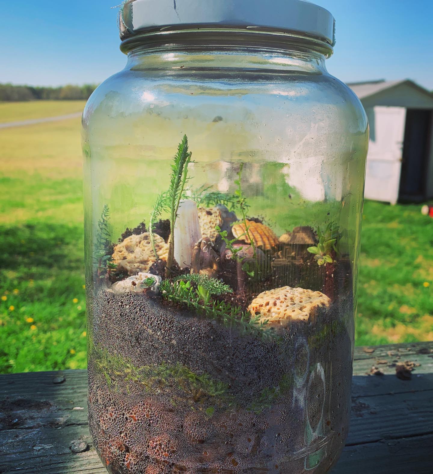 This terrarium looks like a fairy village! Check out our Terrarium Challenge (and Fairy House Challenge) on www.realkidsplay.com Thanks to our Real Kids for sending in pictures of your creations! #realkids #realkidsplay #fairygarden #fairyhouse #terrarium #imagination #creative