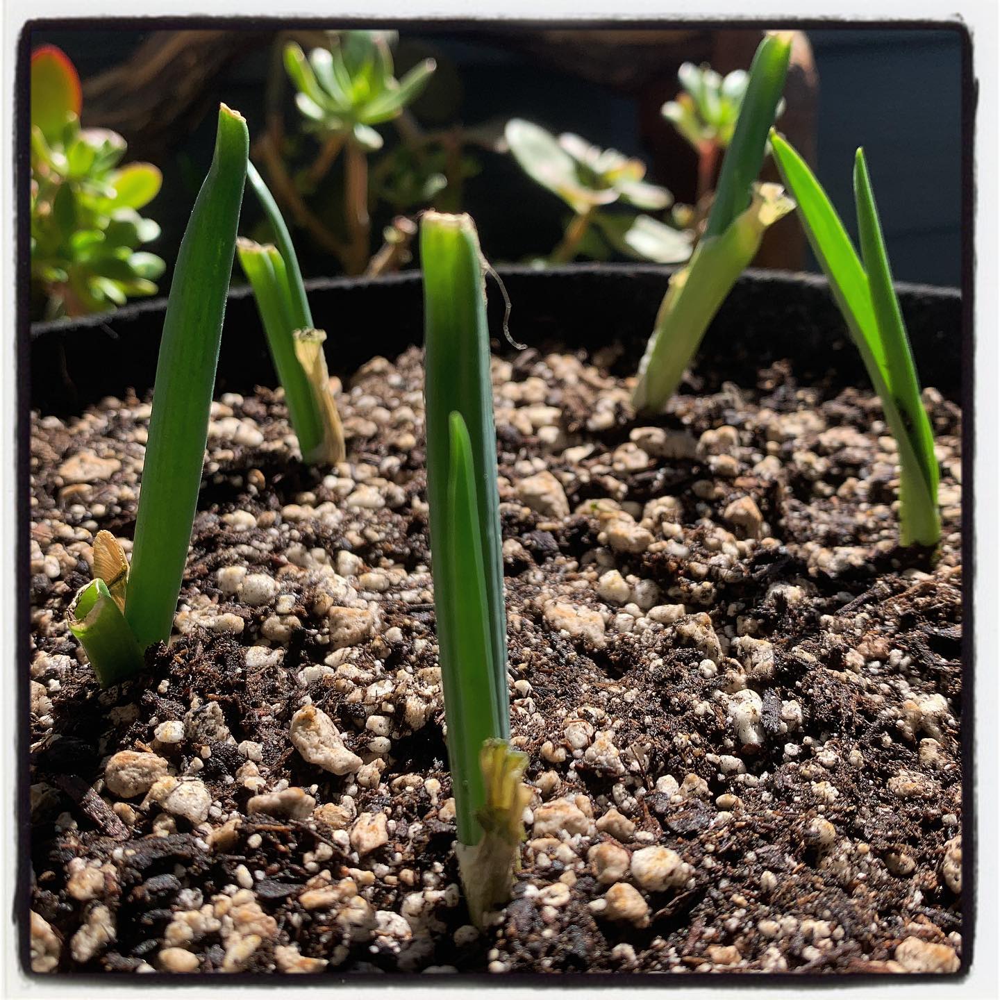 Green onions and garlic food scraps have been planted for about a week and the growth is significant! Amended our All Purpose organic fertilizer in the soil prior to planting. #oto #growyourown #organic #garden #gardenchat #gardening #greenthumb #greenonion #garlic