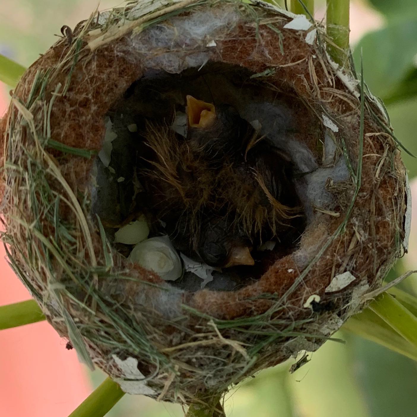 @lizleighj You have two feather babies!!