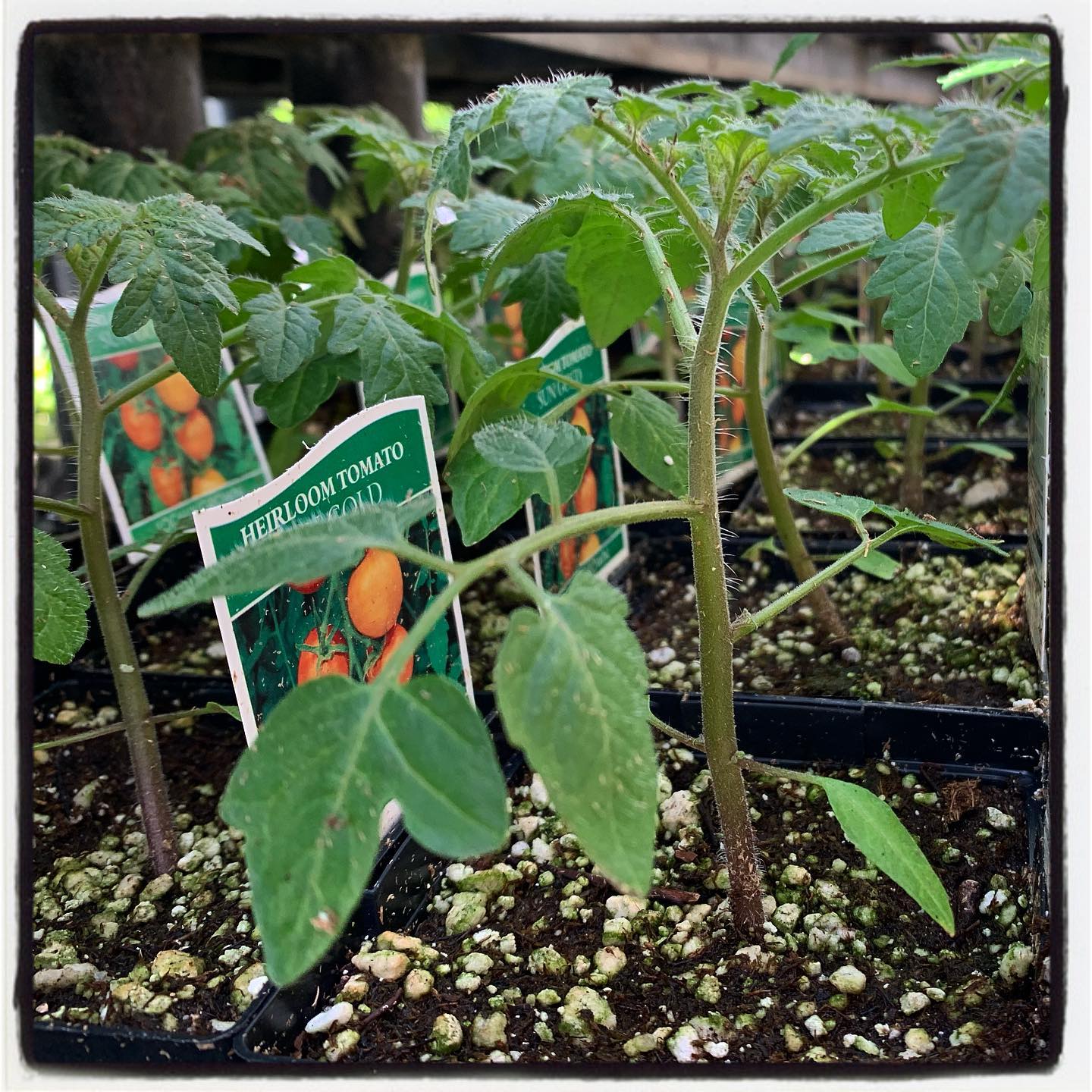 Perfect time be planting a victory garden! Who else has already started planning their garden? #oto #growyourown #organic #tomato #garden #gardening #greenthumb