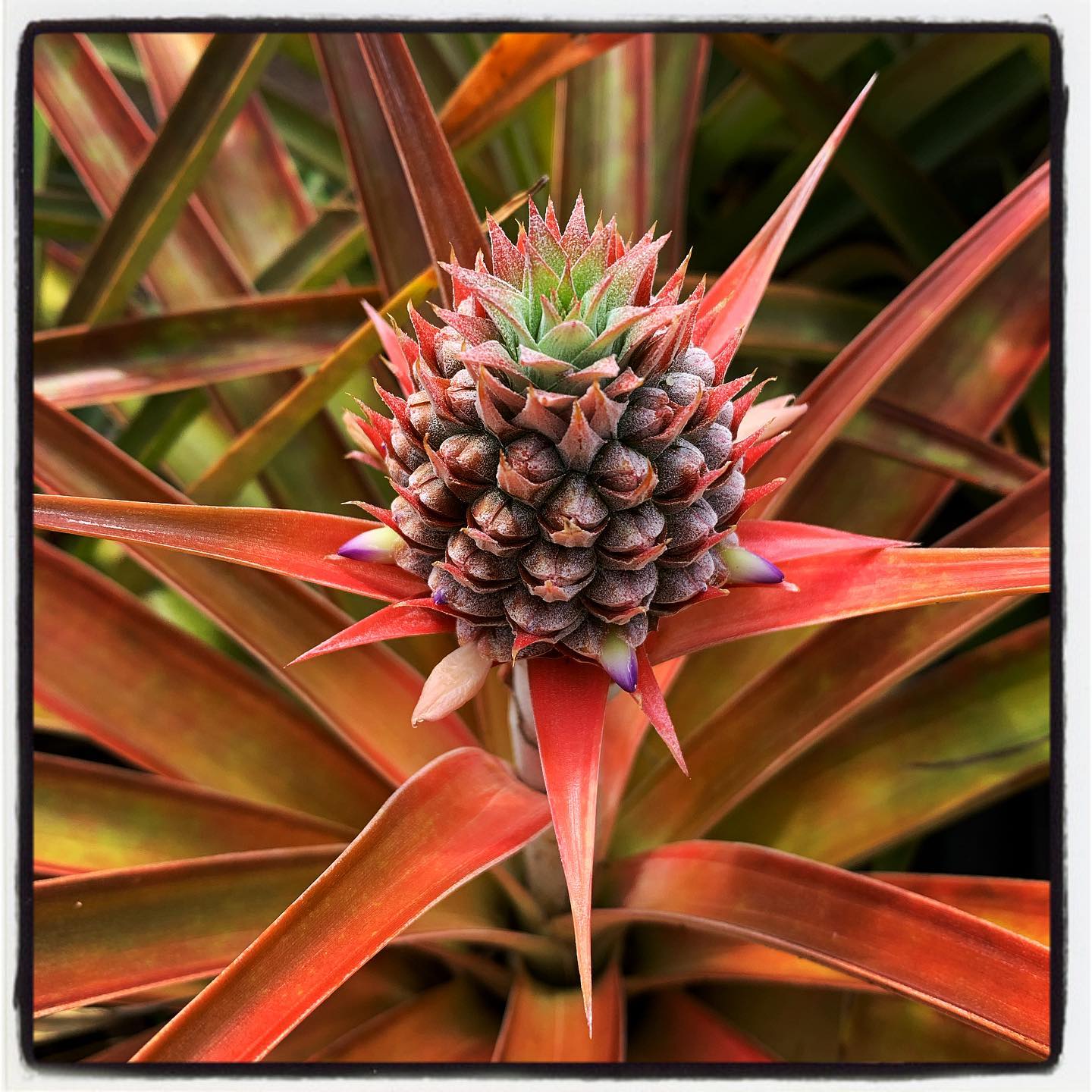Did you know it takes at least 18 months to grow a single pineapple? Have you tried growing your own? #oto #growyourown #organic #pineapple #garden #gardenchat #gardening #greenthumb