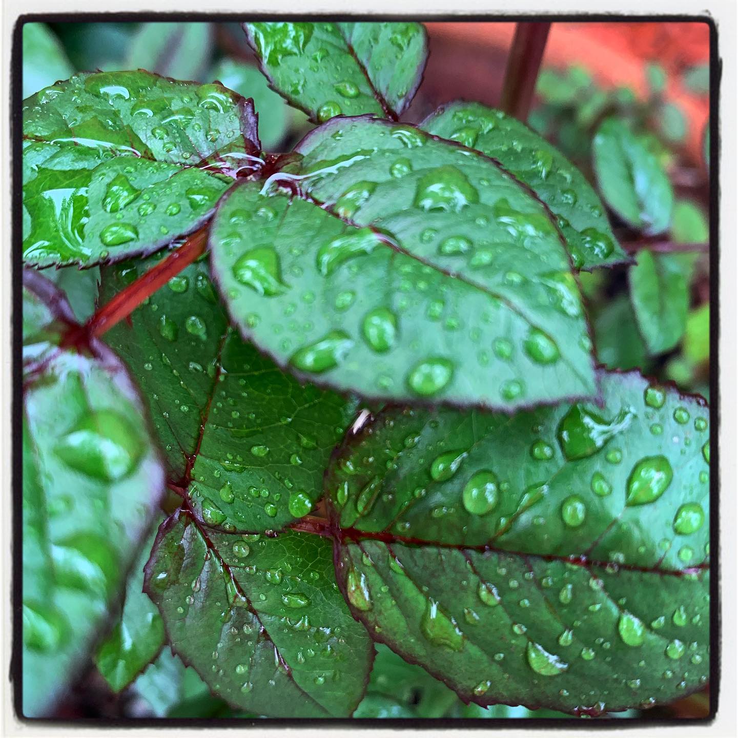 A little rain over the weekend is helping the #rose bush wake up. Perfect time to fertilize our rose garden! #oto #growyourown #organic #flower#garden #gardenchat #gardening #greenthumb
