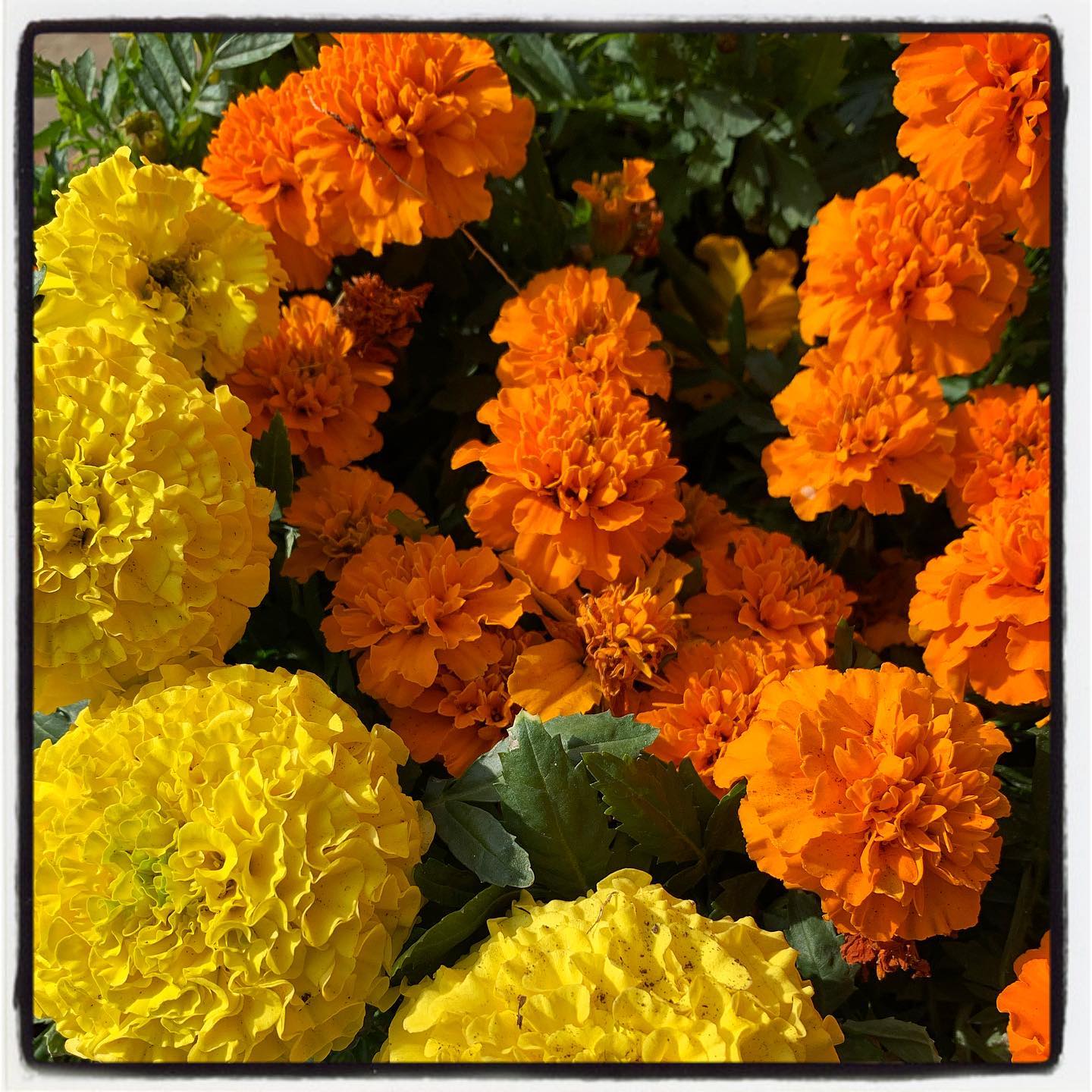 Look at these beautiful #marigolds! Fertilized with our Rose & Flower organic fertilizer and they couldn’t be happier! #oto #growyourown #organic #flower #garden #gardenchat #gardening #greenthumb
